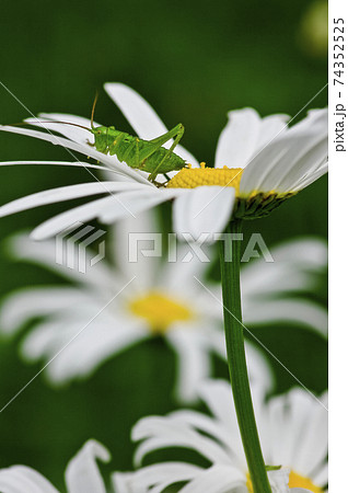 マーガレットとバッタ 74352525