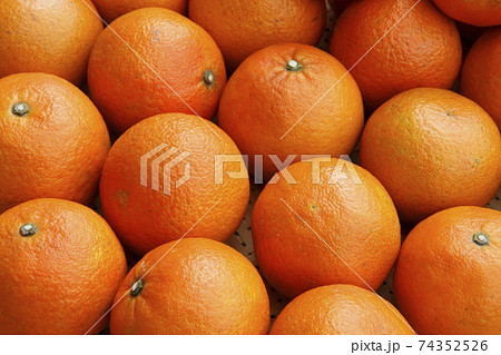 いよかん 74352526