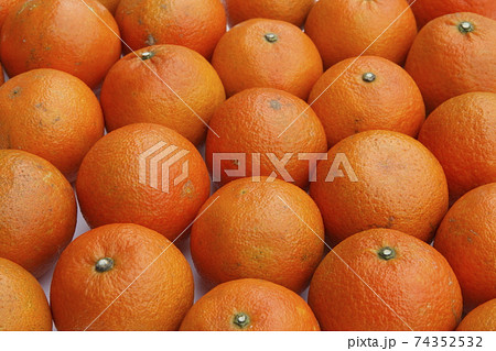 いよかん 74352532