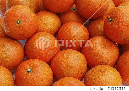 いよかん 74352535