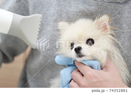 愛犬ポメラニアンのシャンプー後にドライヤーで毛を乾かす男性 74352661