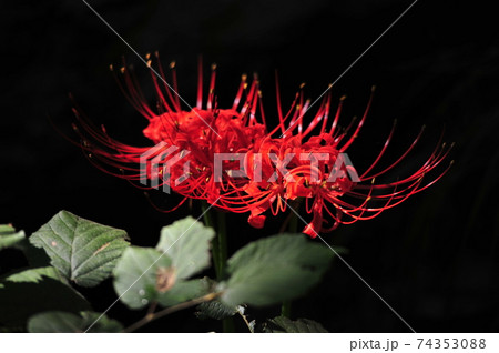 葉 秋 花 74353088