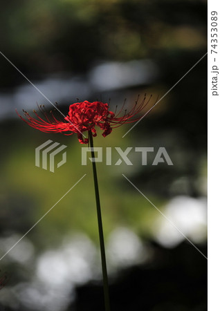 葉 秋 花 74353089