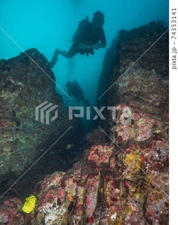 濁った珊瑚礁を泳ぐダイバー (メルギー諸島、ミャンマー) 濁った珊瑚礁を泳ぐダイバー (メルギー諸島、ミャンマー) 74353141