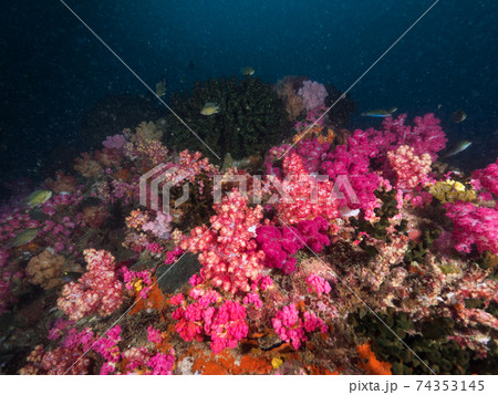 濁った珊瑚礁で育つソフトコーラル (メルギー諸島、ミャンマー) 濁った珊瑚礁で育つソフトコーラル (メルギー諸島、ミャンマー) 74353145