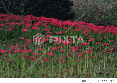 花 万 秋 74353197