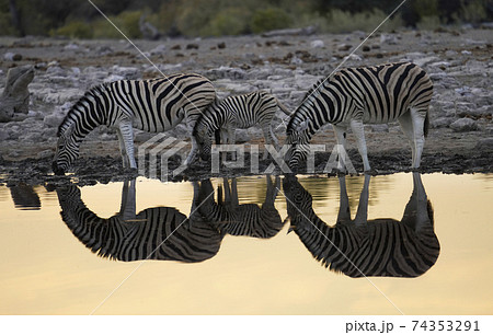 サバンナシマウマ サバンナシマウマ 74353291