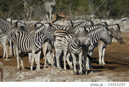サバンナシマウマ 74353297