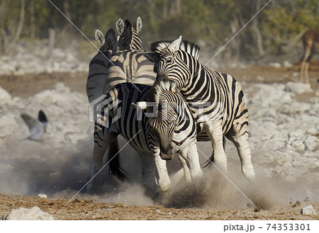 サバンナシマウマ 74353301