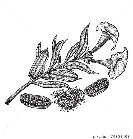 Sesame seed, fruit, flower. Hand drawn sketches vector illustration on white background in vintage style. 74353403