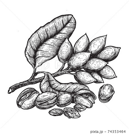 Pistachio plant hand drawn vector illustrations set. Growing tree sprout  sketch. Tree branches with leaves isolated cliparts pack. Food natural  harvest. Nut in shell vintage drawings collection. Stock Vector