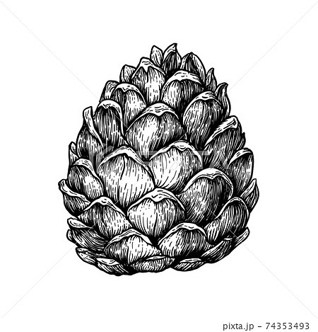 Pine cone illustration. Hand drawn sketchesのイラスト素材