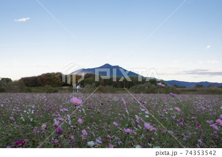 筑波山　小貝川コスモス畑からの筑波山 74353542