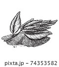 Drawings of amaranth flowering plants and seeds. Organic superfood product for healthy nutrition hand drawn on white background. Engraving drawing style vector illustration 74353582