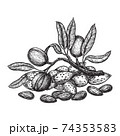 Almond hand drawing vintage style. Engraving drawing style vector illustration 74353583