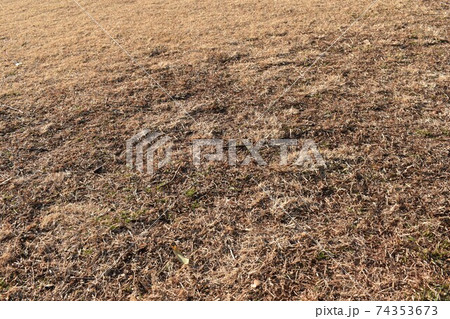 冬の芝生 74353673