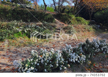 大塩のじぎくの里公園のノジギクの群生/播磨の花の名所 74353702