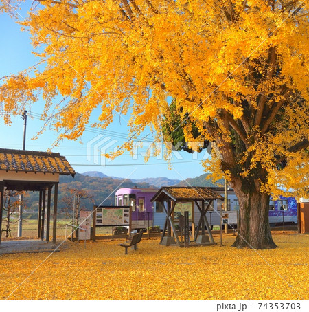 北条鉄道、網引駅（あびきえき）と大イチョウ「景観形成重要樹木」 74353703