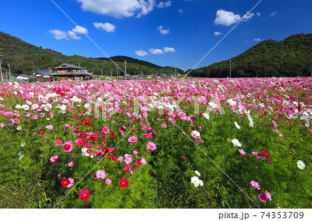 兵庫県三田市波豆川地区のコスモス畑 74353709