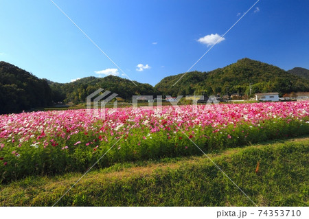 兵庫県三田市波豆川地区のコスモス畑の写真素材