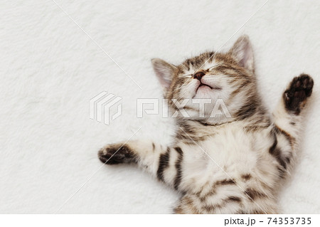 眠る子猫 眠る子猫 74353735