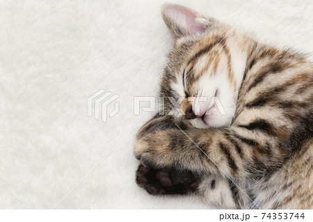 眠る子猫 眠る子猫 74353744