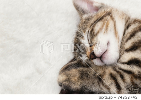 眠る子猫 74353745