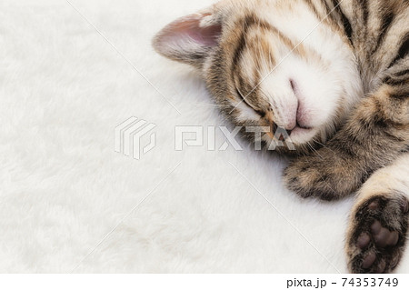 眠る子猫 眠る子猫 74353749