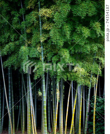 Japanese bamboo tree in background Japanese bamboo tree in background 74354187