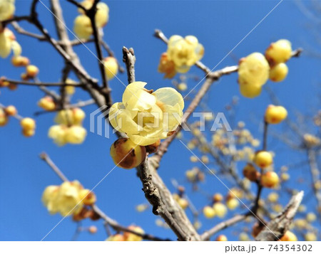 冬に咲く蝋のような半透明の花「蠟梅」 冬に咲く蝋のような半透明の花「蠟梅」 74354302