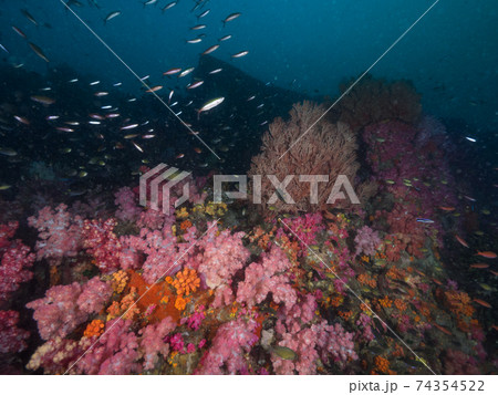 濁った珊瑚礁に育つソフトコーラルとフュージラーの群れ (メルギー諸島、ミャンマー) 74354522