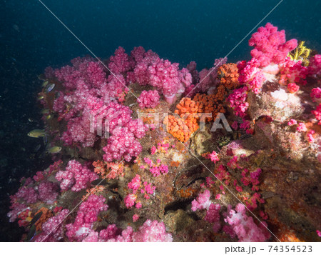 濁った珊瑚礁で育つソフトコーラル (メルギー諸島、ミャンマー) 74354523