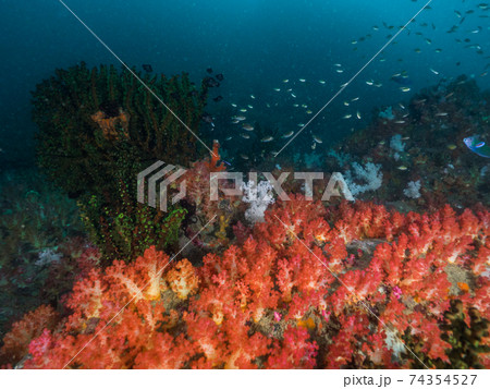 赤いソフトコーラル (メルギー諸島、ミャンマー) 赤いソフトコーラル (メルギー諸島、ミャンマー) 74354527