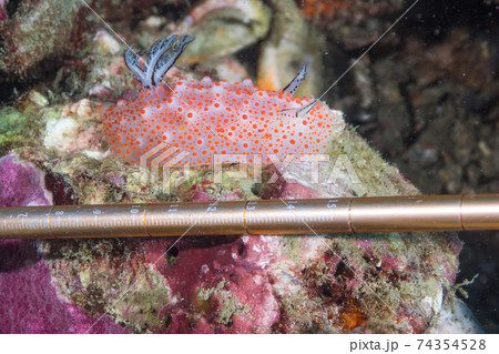 ウミウシ(ハルゲルダ・ストリックランドイ)と目盛付きの指示棒 (メルギー諸島、ミャンマー) 74354528