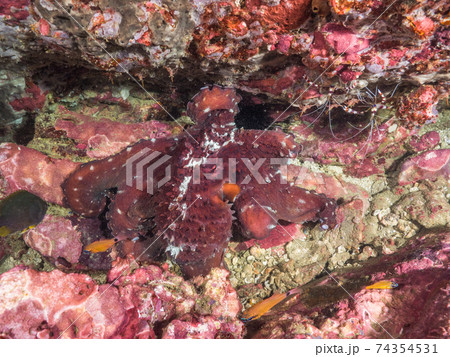 岩間のワモンダコとクリーナーシュリンプ (メルギー諸島、ミャンマー) 74354531