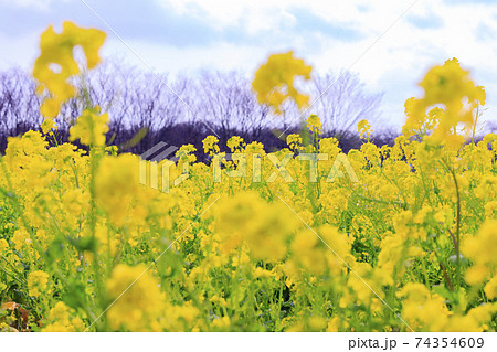 和泉リサイクル環境公園 満開の菜の花 和泉リサイクル環境公園 満開の菜の花 74354609