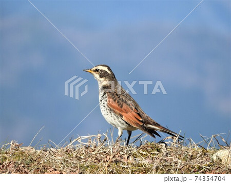 越冬のため飛来したツグミ 74354704