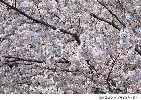 満開で向こう側が見えないくらいのソメイヨシノ 74354787