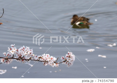 桜の花びらの水面を泳ぐカモの写真素材