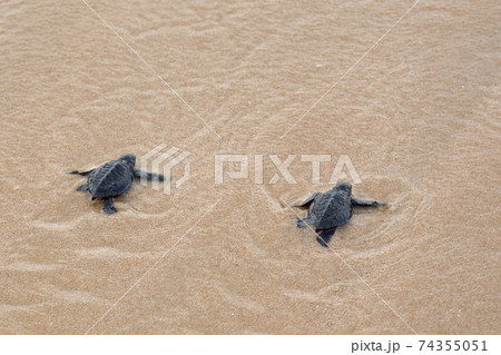 Toward the ocean. Newly hatched baby turtles in a hurry in the watery element Toward the ocean. Newly hatched baby turtles in a hurry in the watery element 74355051