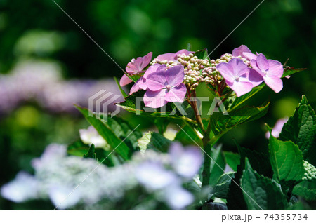 京都美山の紫陽花・バックボケ 京都美山の紫陽花・バックボケ 74355734