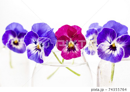 パンジーの花　白背景素材 74355764