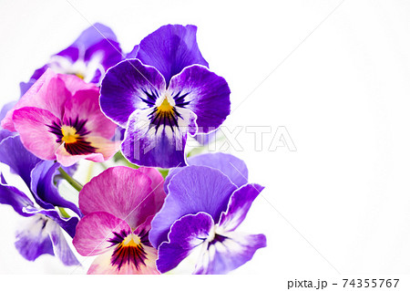パンジーの花　白背景素材 74355767