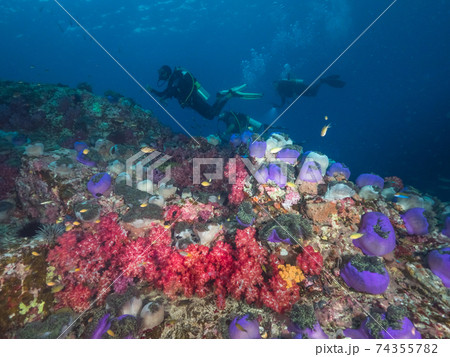 イソギンチャクの群生地を泳ぐスクーバダイバー (メルギー諸島、ミャンマー) イソギンチャクの群生地を泳ぐスクーバダイバー (メルギー諸島、ミャンマー) 74355782
