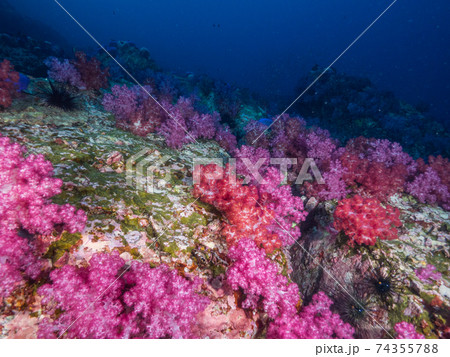 ピンク色のソフトコーラルの群生地 (メルギー諸島、ミャンマー) ピンク色のソフトコーラルの群生地 (メルギー諸島、ミャンマー) 74355788