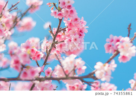 読谷の寒緋桜 74355861