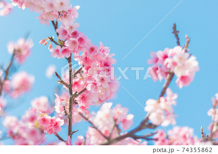 読谷の寒緋桜 74355862