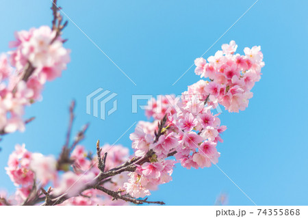 読谷の寒緋桜 74355868