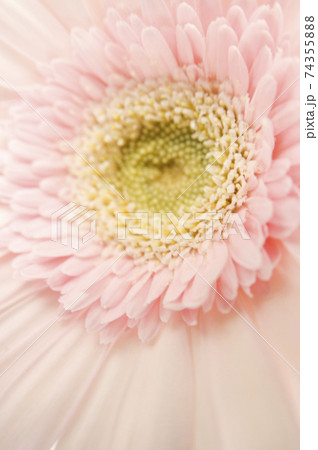 ピンク色のガーベラの花のクローズアップ写真です。 ピンク色のガーベラの花のクローズアップ写真です。 74355888
