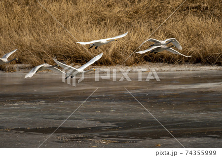 白鳥 鳥 鉄原郡 74355999